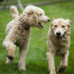 happy-golden-retreiver-dog-with-poodle-playing-fetch-dogs-pets.jpg